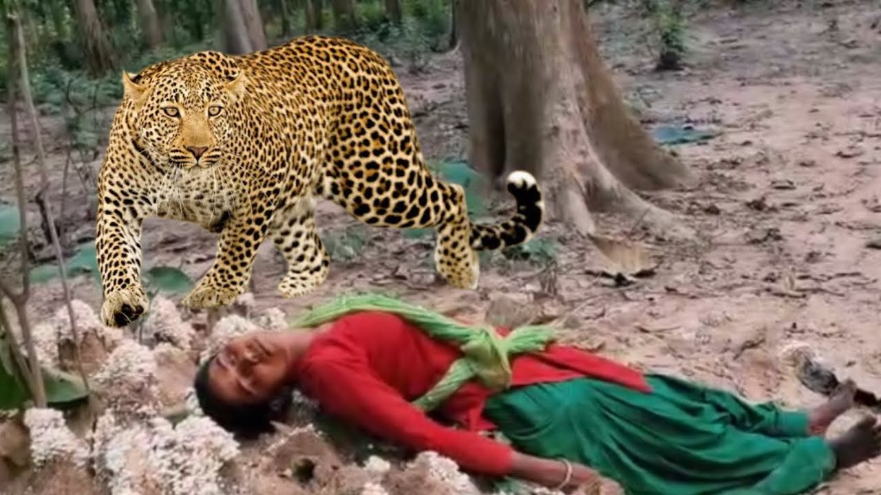 Tiger Attack on Village Girl in The Forest collection of forest food time .. Brave 1