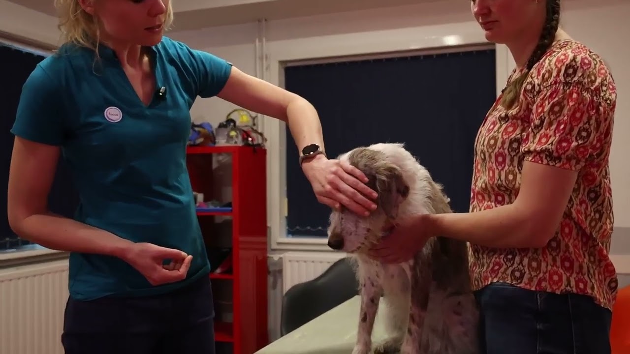 Tabletten geven aan je hond