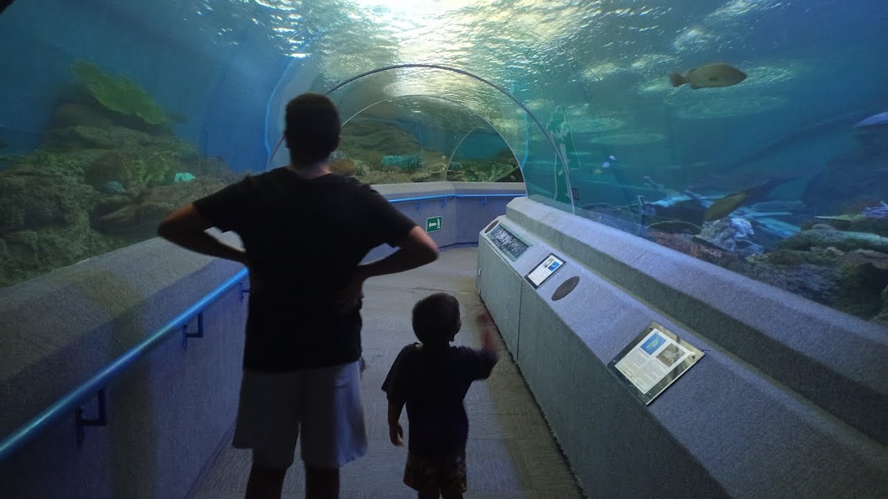 Aquarium de Pattaya Thaïlande #thailand #travel #aquarium #fish #animals 