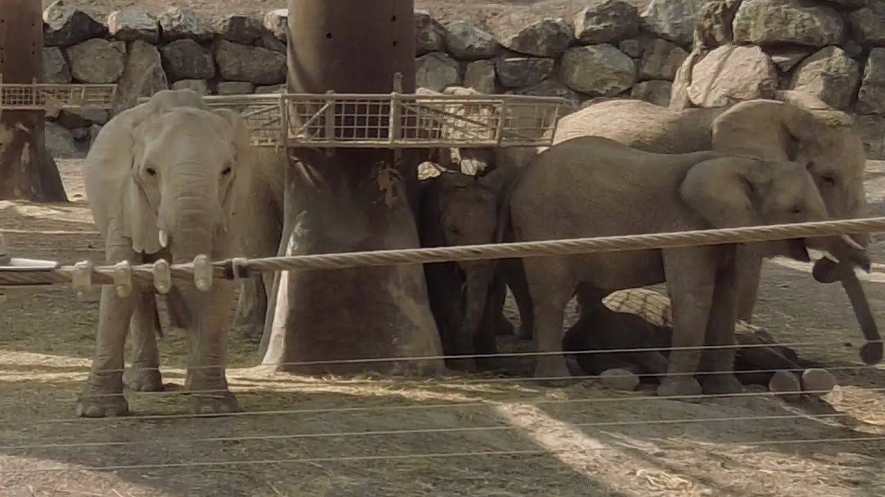 Sharjah Safari - A complete tour
