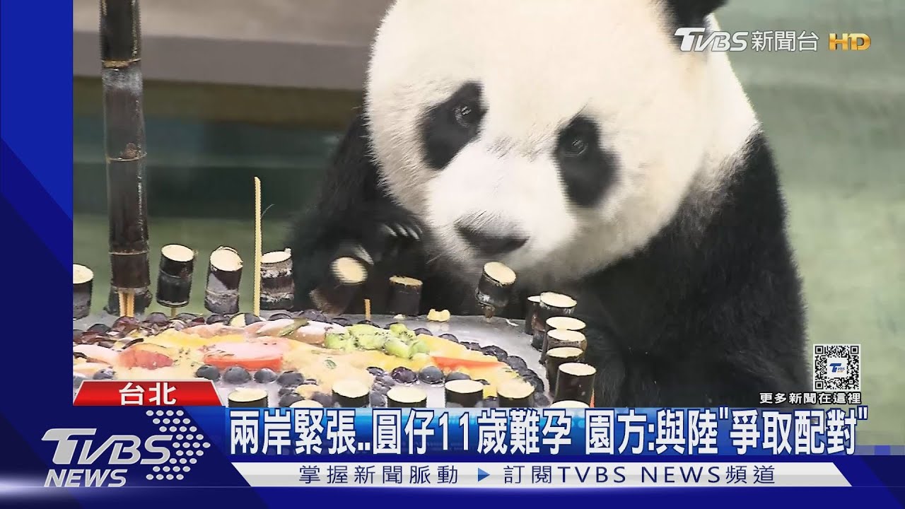 兩岸緊張..圓仔11歲難孕 園方:與陸「爭取配對」｜TVBS新聞 @TVBSNEWS01
