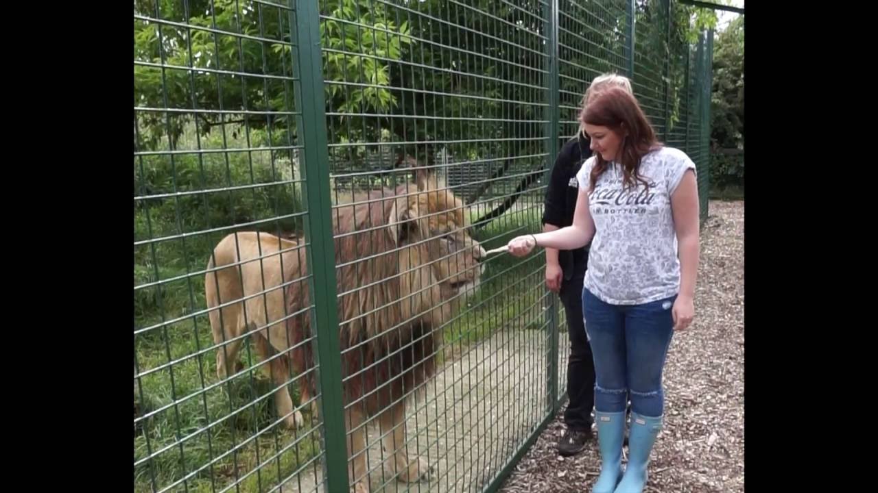 BIG CAT EXPERIENCE | HAND FEEDING A LION | WHF SANCTUARY