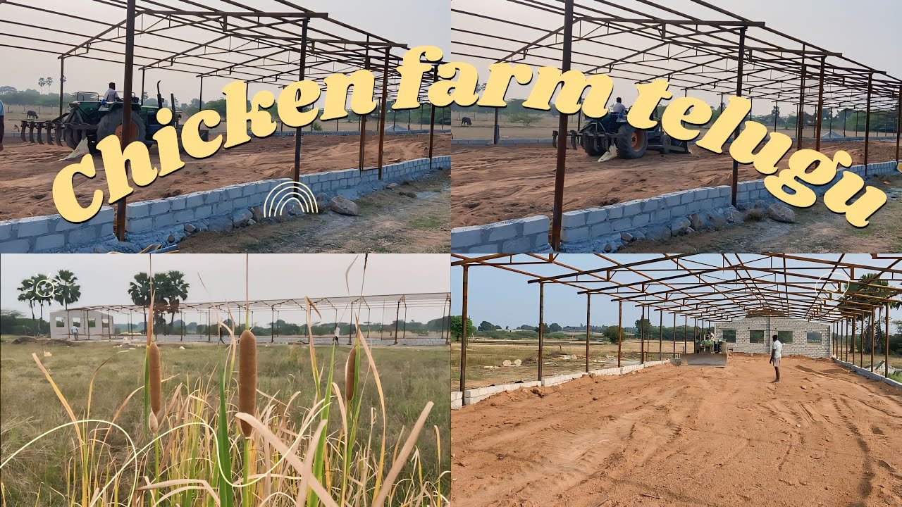 I Started a Chicken Farming Business (Part 1)