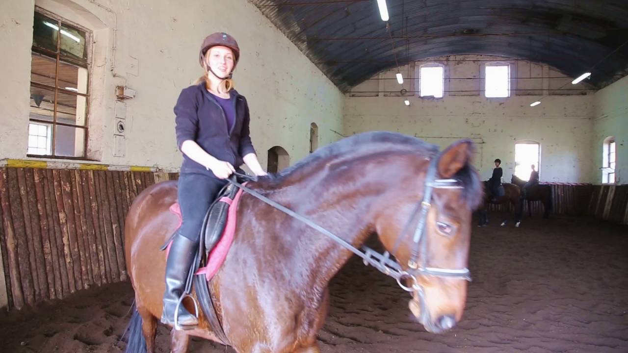 Zawód technik hodowca koni w Krzyżowicach