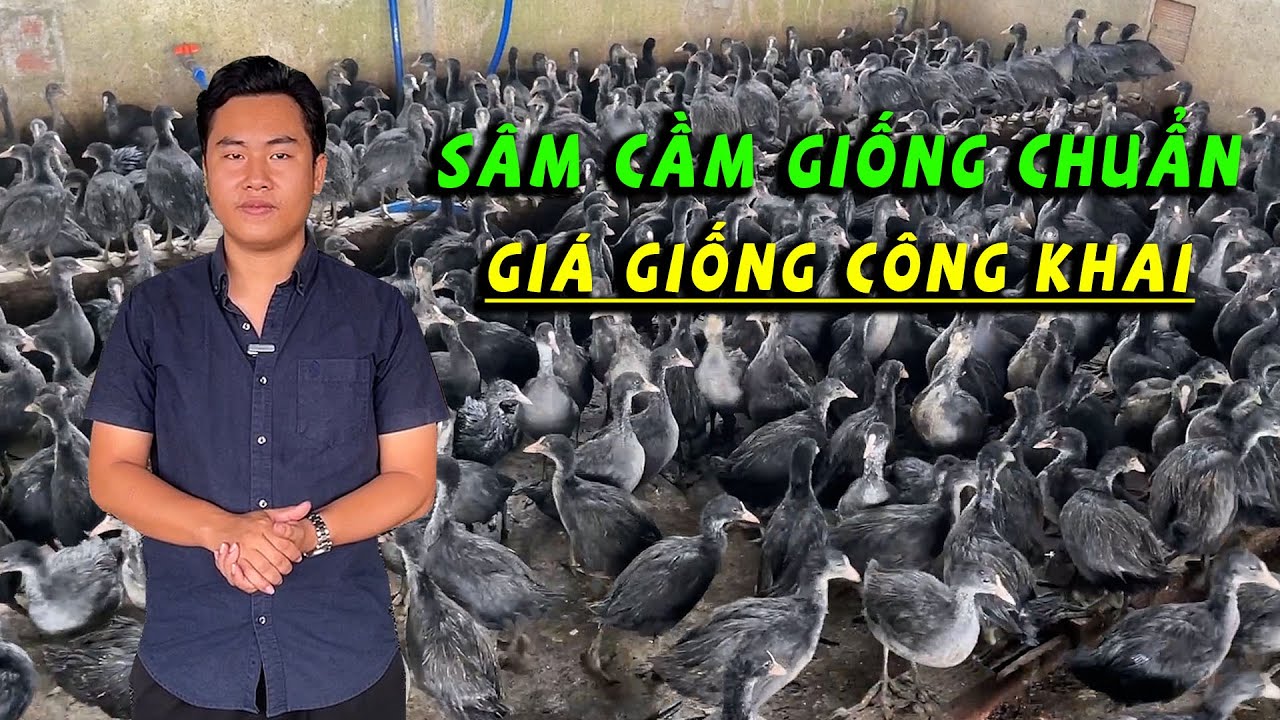 CÔNG KHAI GIÁ GIỐNG CHIM SÂM CẦM PHÁP TẠI TRANG TRẠI ĐỒNG NAI | KHỞI NGHIỆP CHĂN NUÔI