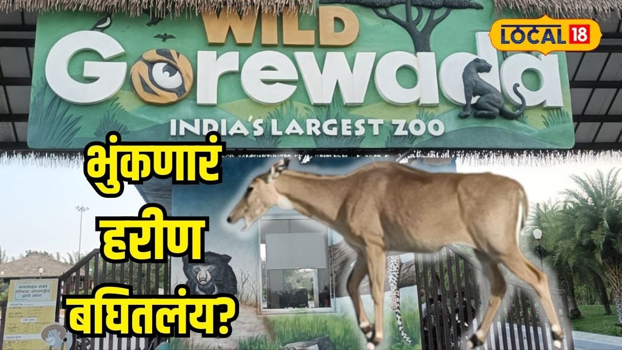 Gorewada Zoo Nagpur। ‘भुंकणारं हरीण’ कधी पाहिलंय का? या ठिकाणी होतेय खास जंगल सफारी #local18