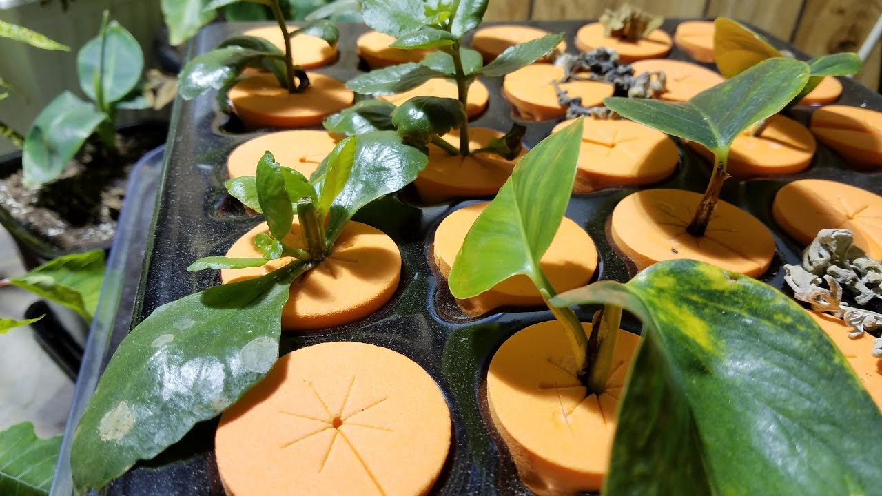 How to Clone Plants - How to Cut Clones - Ez Cloner - Cloning Part 1