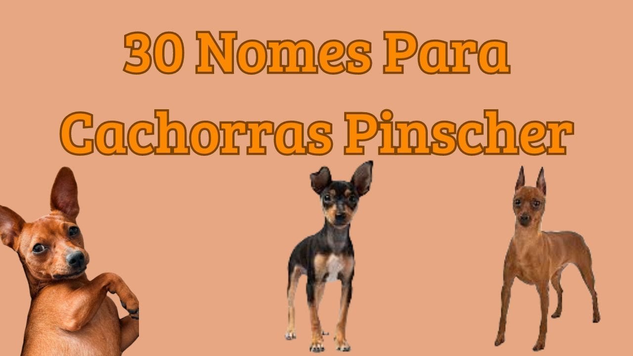 30 Nomes Encantadores para Pinschers Significados e Inspirações