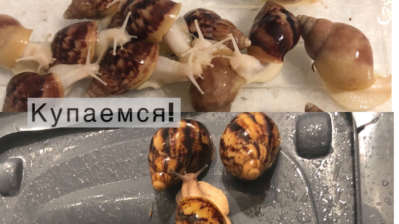 Как правильно делать вентиляцию в контейнере для улиток|Уборка в контейнере||Как купать улиток