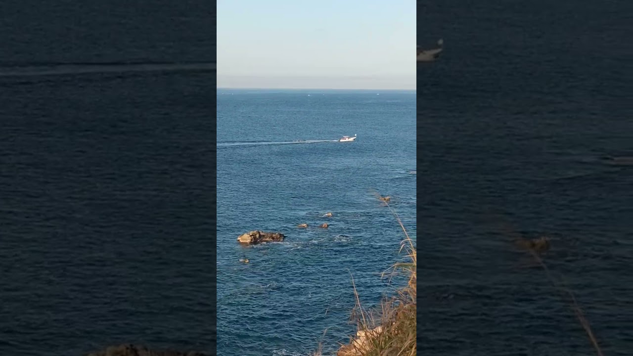 Ballenas increíbles