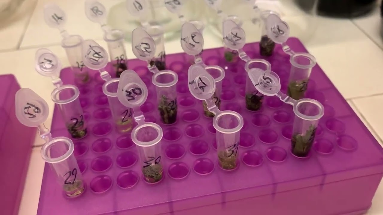 Thin Layer Chromatography - protocol for lichen samples