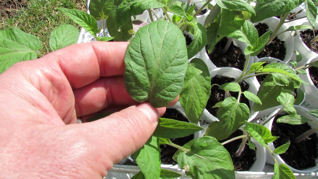 60 Seconds or Sow: What is a Potato Leaf Tomato? - The Rusted Garden 2013