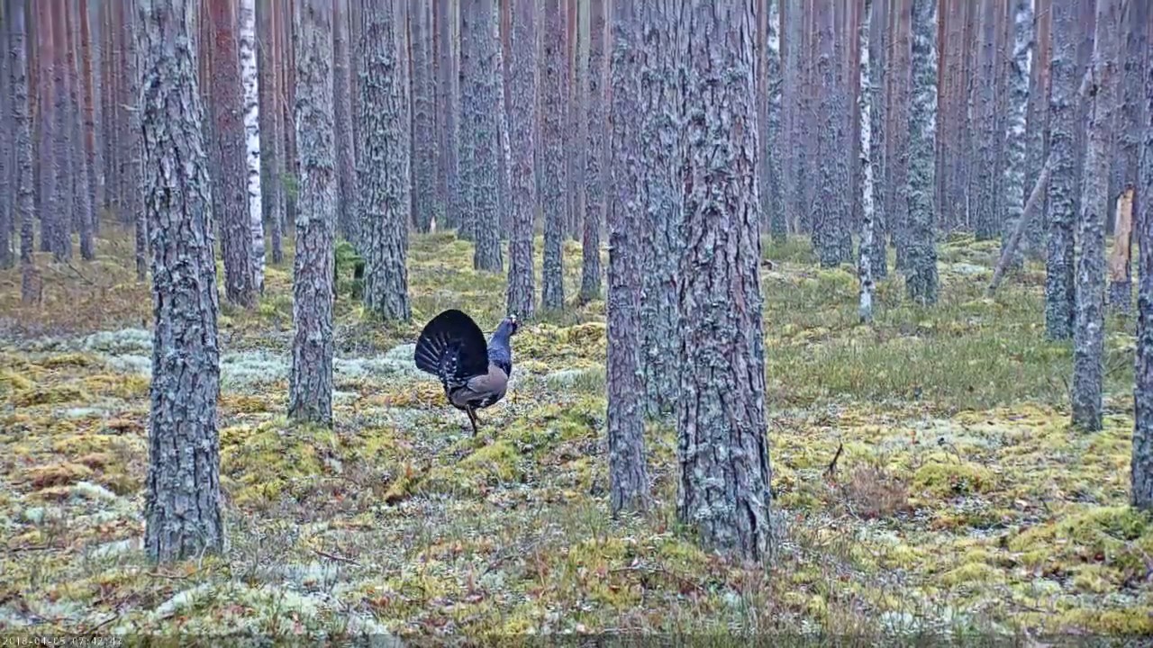 Metsisemängus läks tõsiseks võitluseks