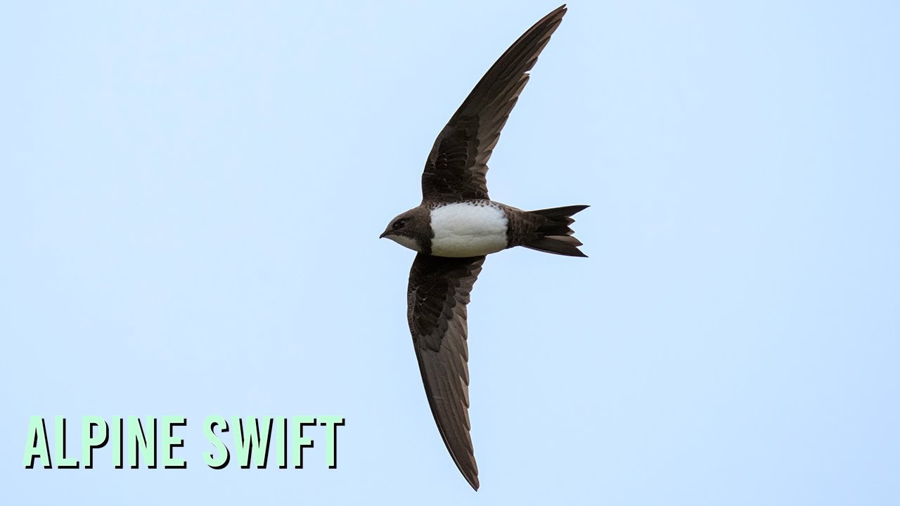 Manx Rarity | Alpine Swift in the Isle of Man