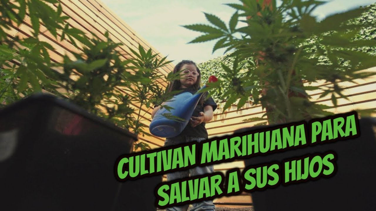 Mam&aacute; Cultiva - Panorama Federal