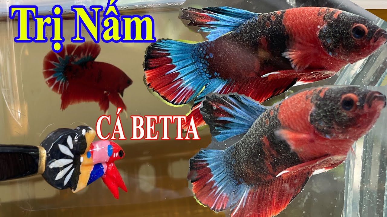 Tuyệt chiêu TRỊ NẤM CÁ BETTA 2023 đơn giản, thành công 100%