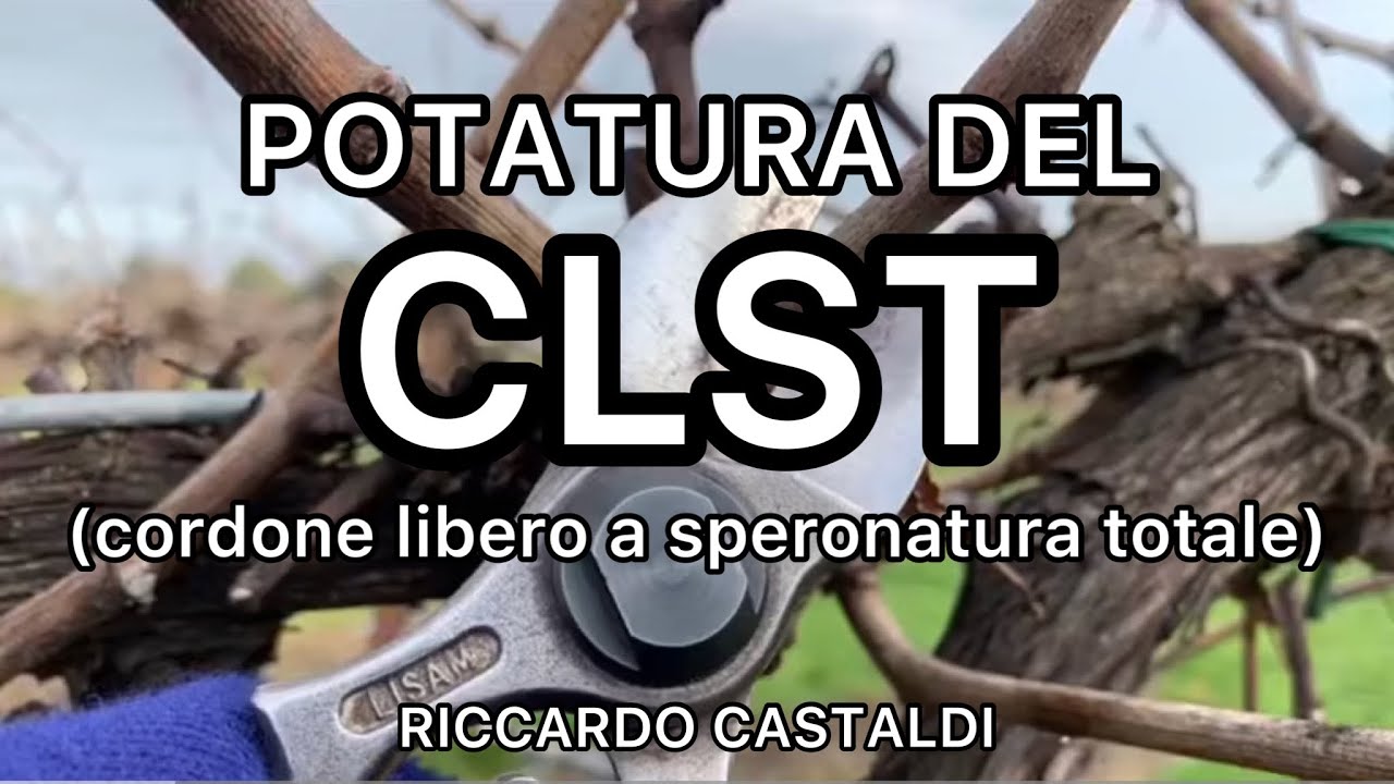 Vite. La potatura del CLST - regole generali