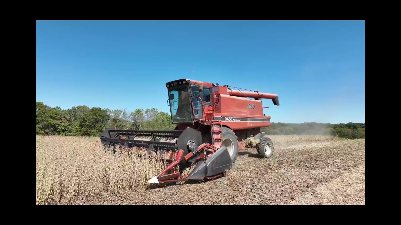 Organic Soybean harvest 2024