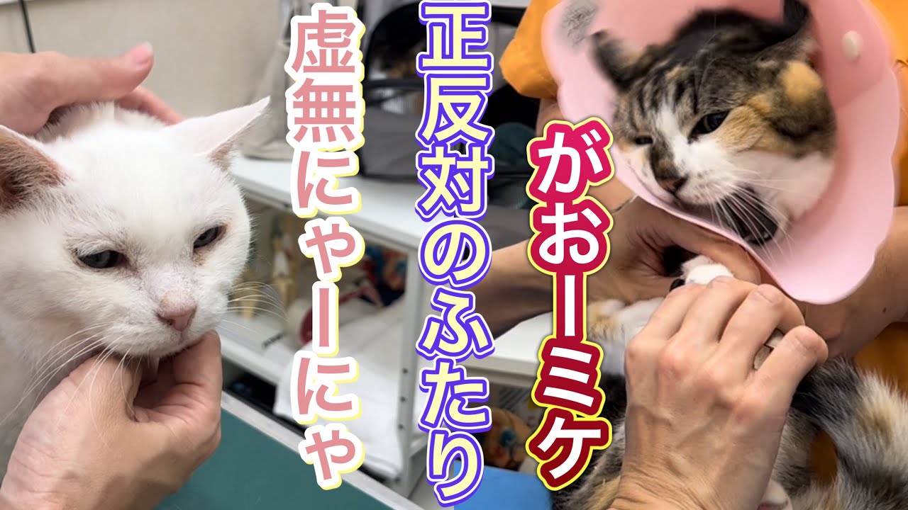 先生に対する反応は「虚無」か「がおー」【元病院猫のミケちゃんと虚無猫にゃーにゃ】