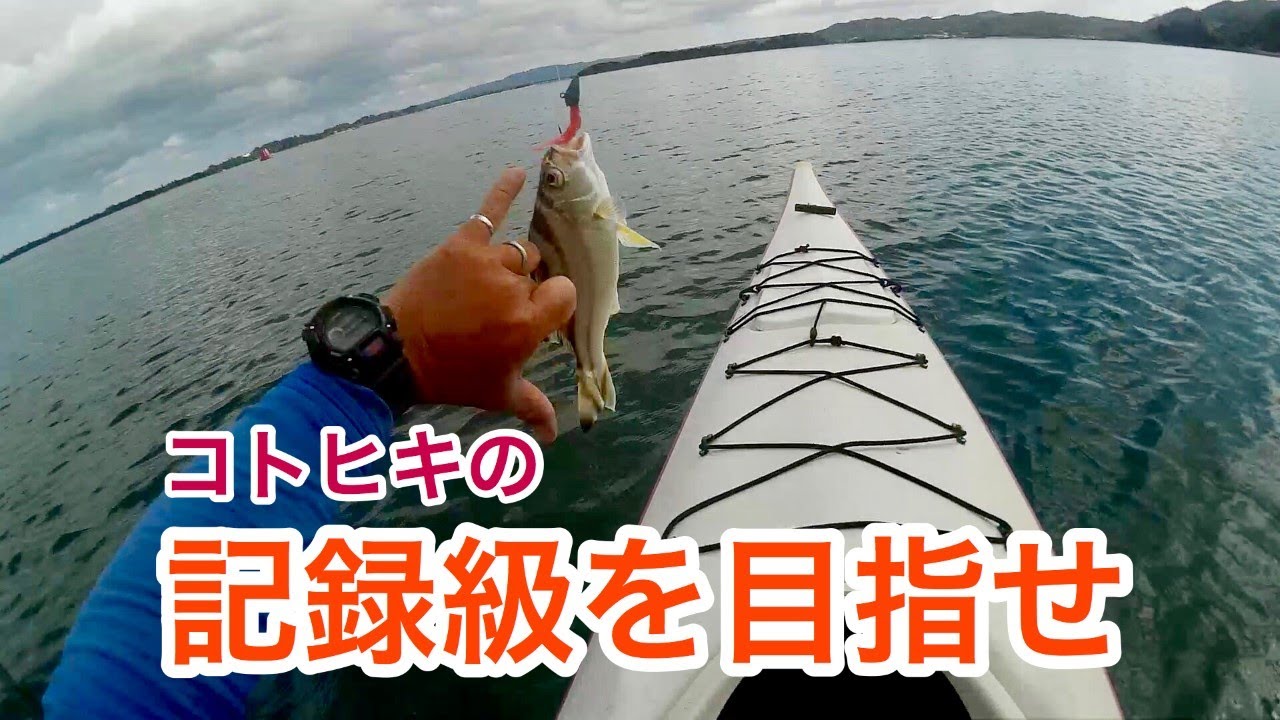 記録級を目指せ！コトヒキ50upがいるという噂を聞き狙いにいってみた！