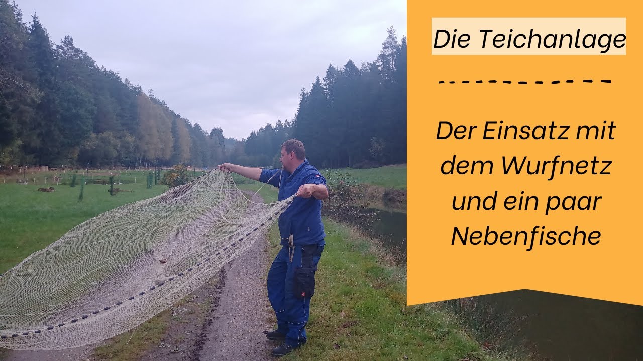 Lachsforellen, Graskarpfen und Forellen fischen mit dem Wurfnetz