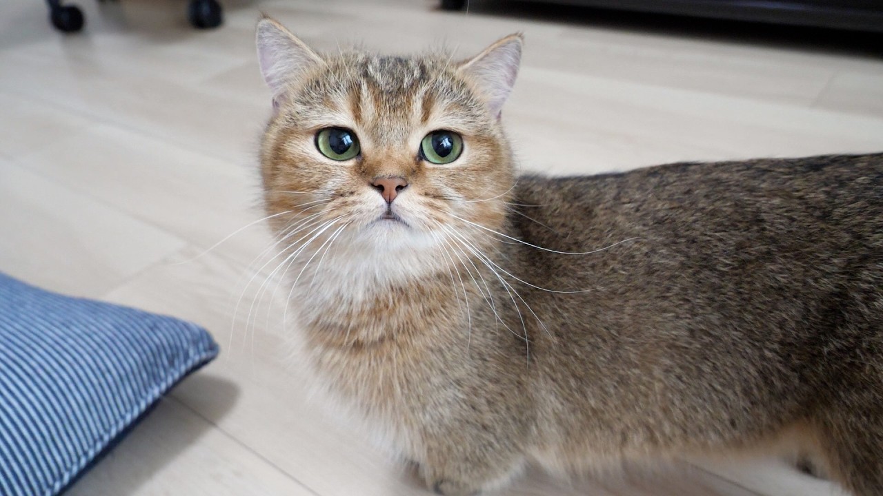 Cute mother cat is exasperated by her kittens who always start fighting when they play...