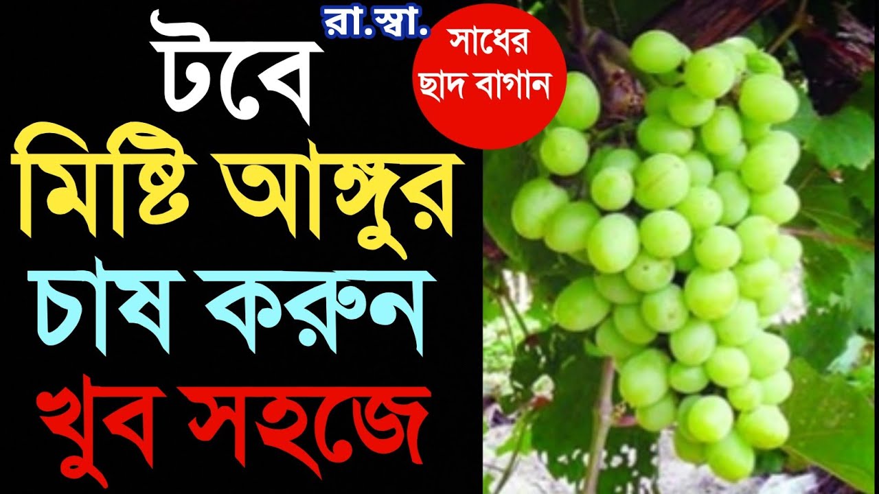 টবেই চাষ করুন মিষ্টি আঙ্গুর। A to Z Care of Grapes plant in a pot; ছাদবাগানে আঙ্গুর চাষ কিভাবে করবেন