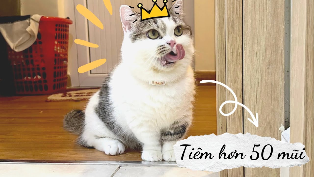 Meowisthebest - Bà Cùng Sáng Vượt Qua Bệnh Tật Mùa Dịch