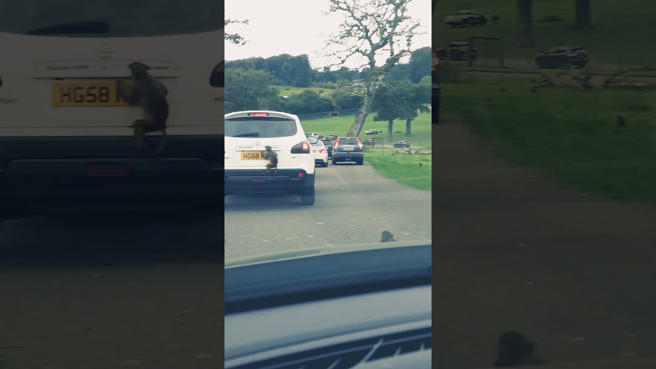 Monkeys destroy car number plate. Longleat Safari Park 2021
