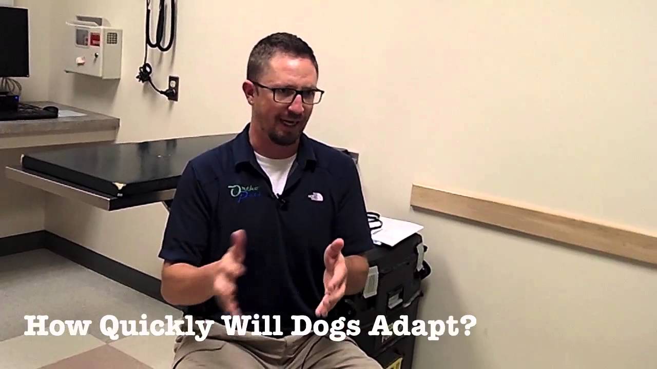 How Prosthetics Can Help Three Legged Dogs