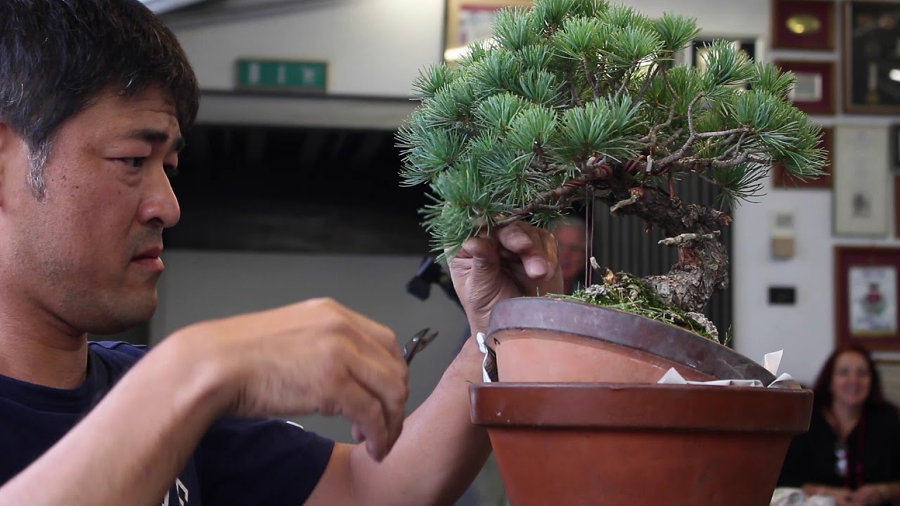 Bonsai demo by Daisaku Nomoto
