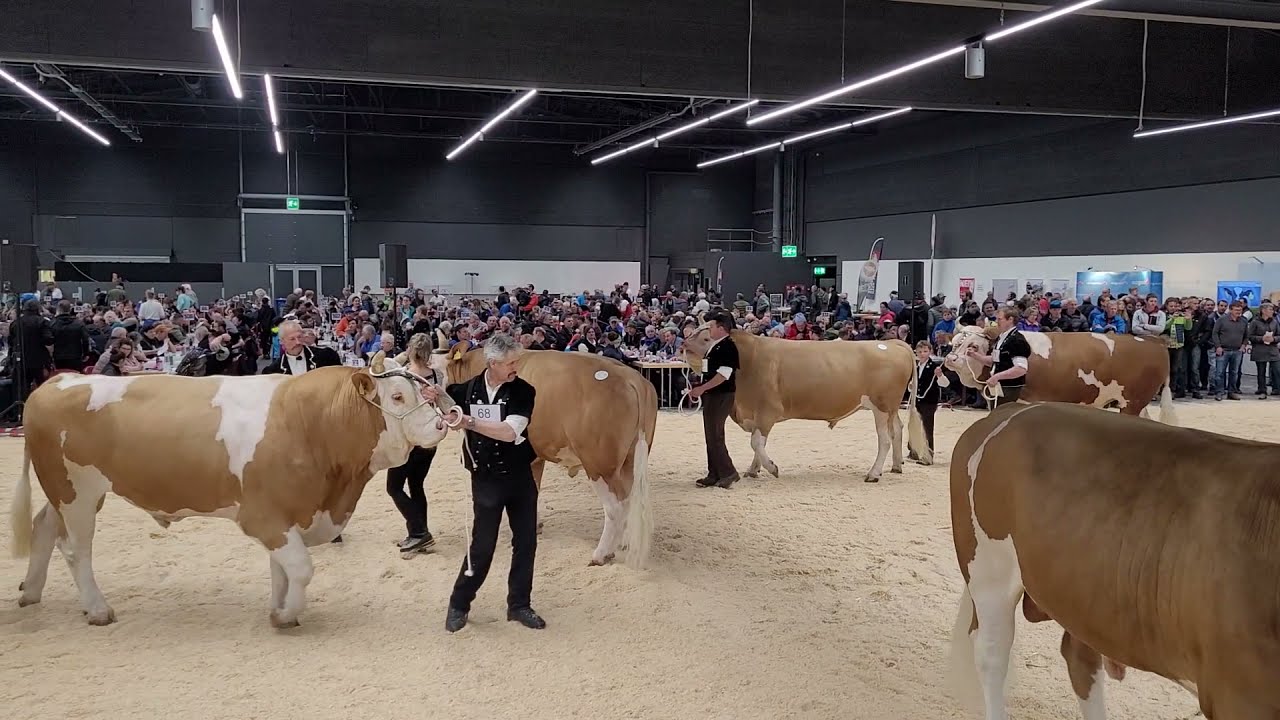 Stierparade an der 9. Schweizerische Ausstellung Original Simmentaler