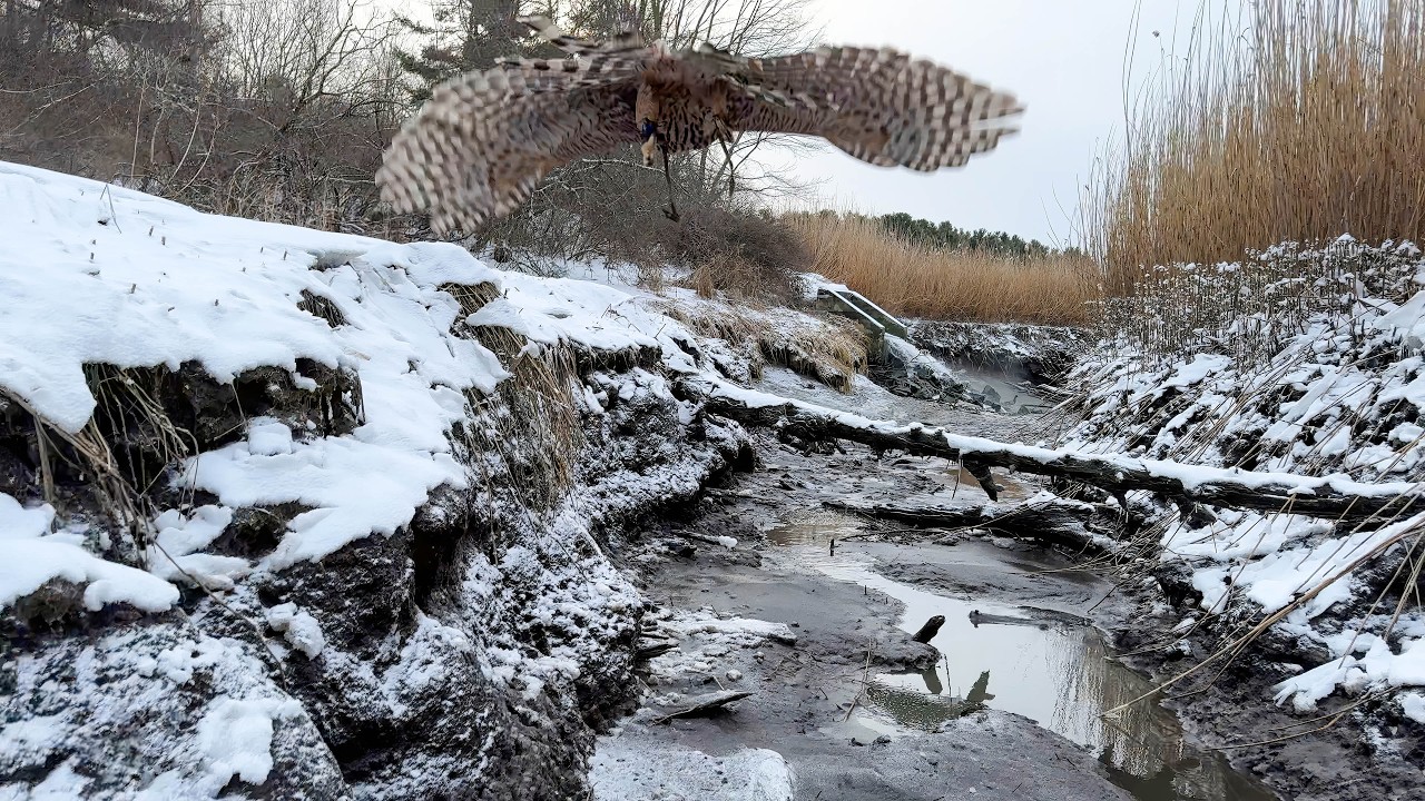 Asja, Finnish Goshawk | In the Trenches, February 7, 2026
