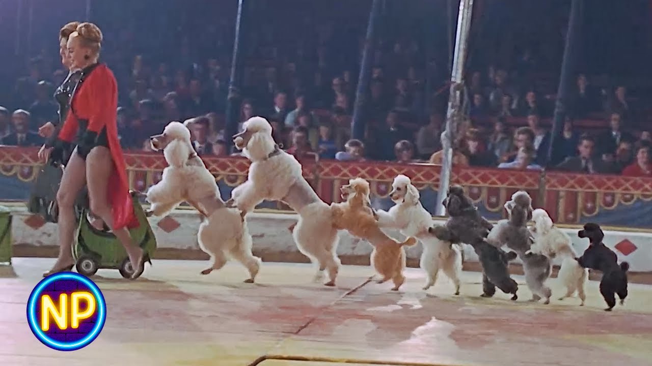Dog and Pony Circus Show | Berserk (1967) | Now Playing