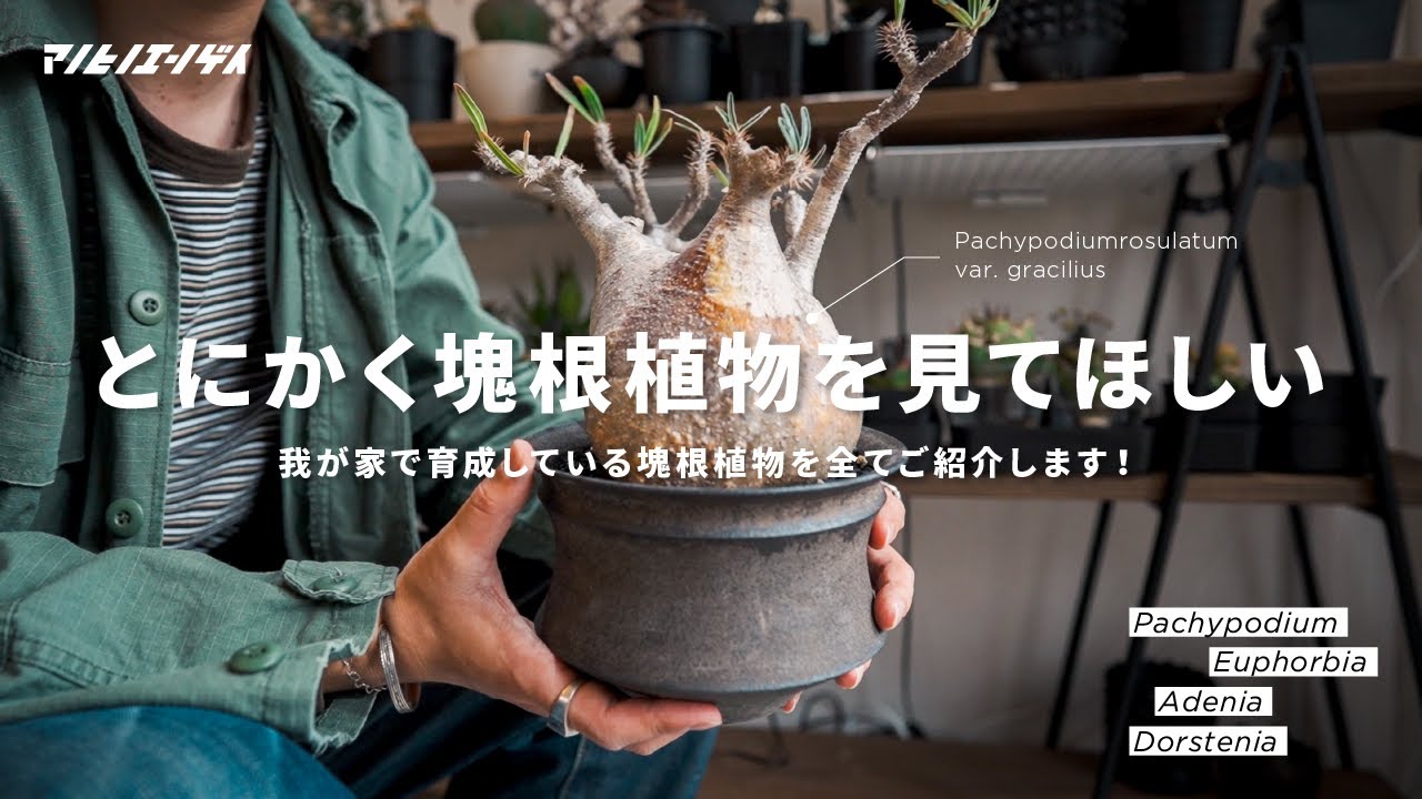 塊根植物を一挙にご紹介！コーデックスがある暮らし。｜パキポディウム｜グラキリス｜ユーフォルビア