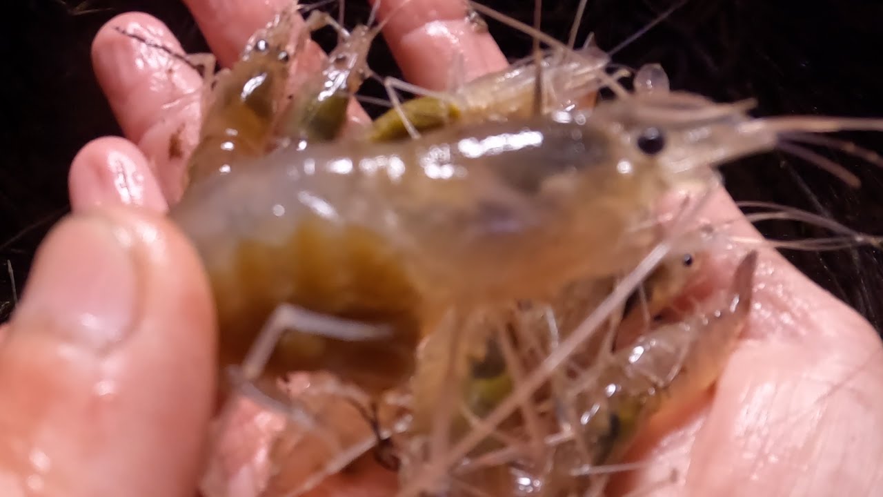Big River Shrimp, Mississippi River Catfish Fishing