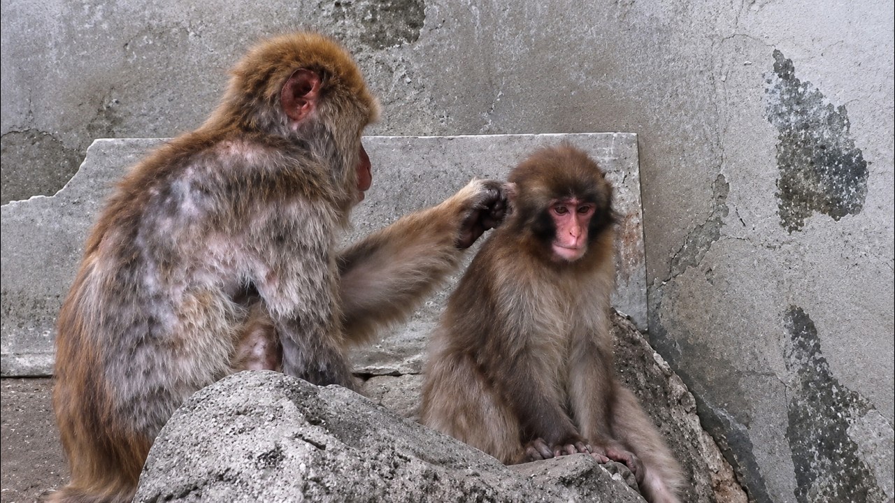 Have You Noticed WHO Punch Is Following Now? (Fascinating Behavior) 🐒