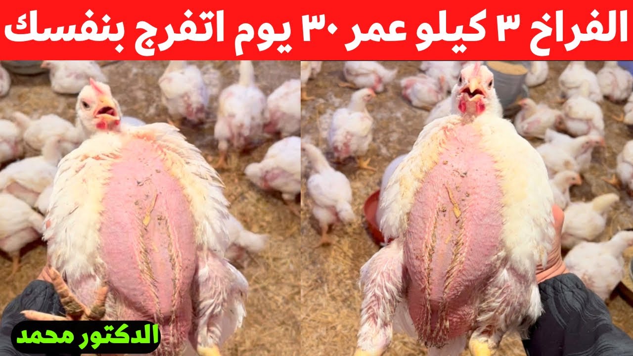 ٤ خلطات هتخلي فراخك ٣ كيلو عمر شهر أتفرج بنفسك سر تسمين الفراخ مع الدكتور