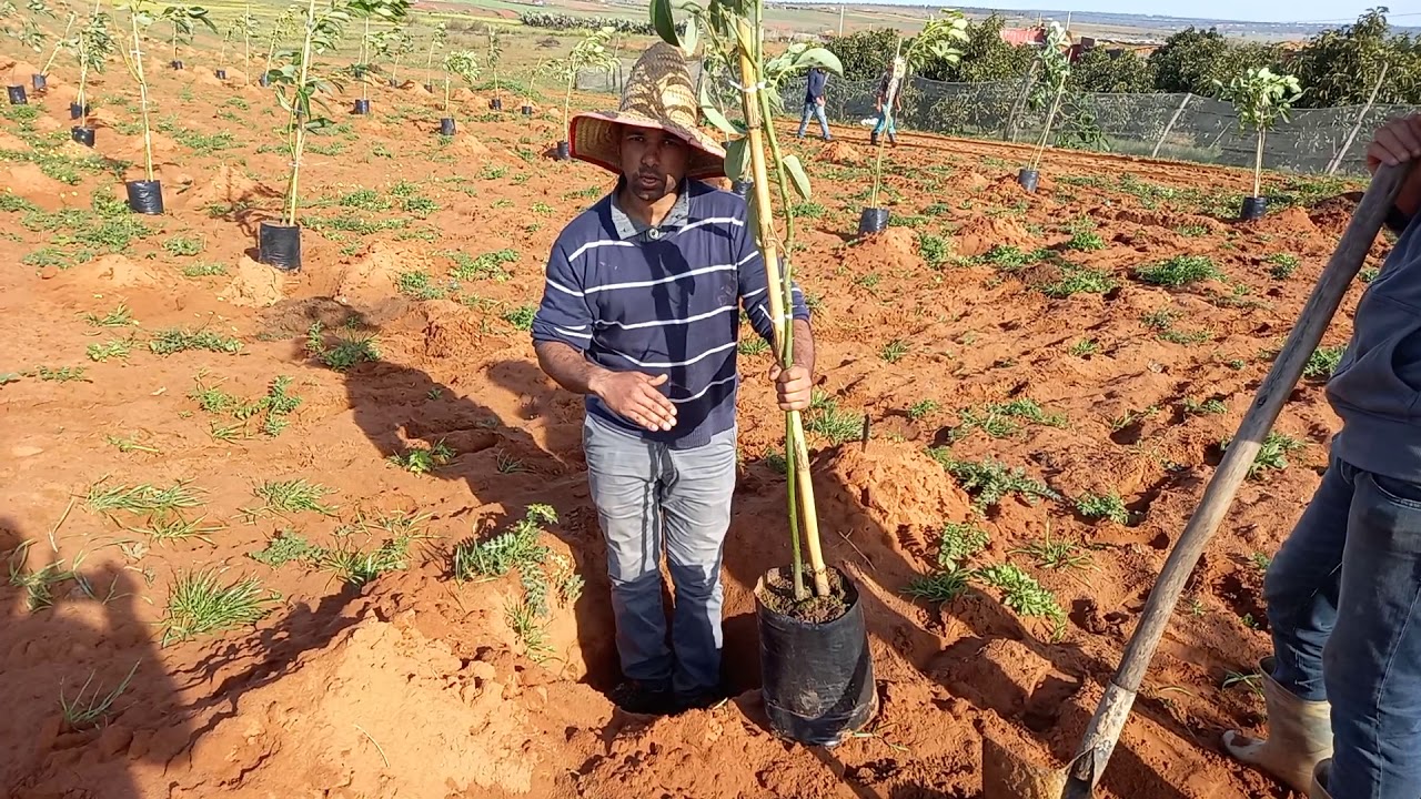 طريقة زراعة الأفوكادو |منطقة علال البحراوي المغرب planting avocado