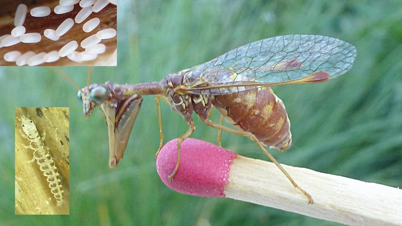 La Mantispe de Styrie (Mantispa styriaca), de la ponte à la larve, par André Lequet.