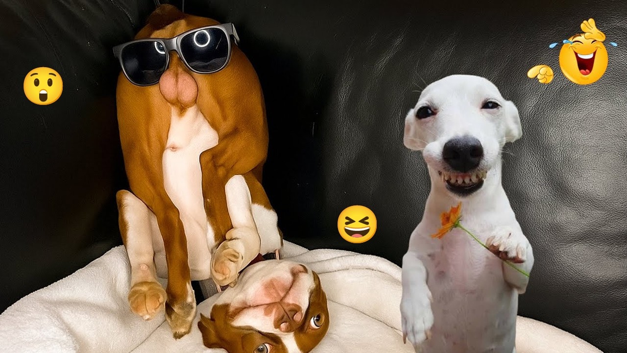 You definitely won’t be able to stop laughing at these dogs 🤪🐕 Funniest Dog Compilation 2026