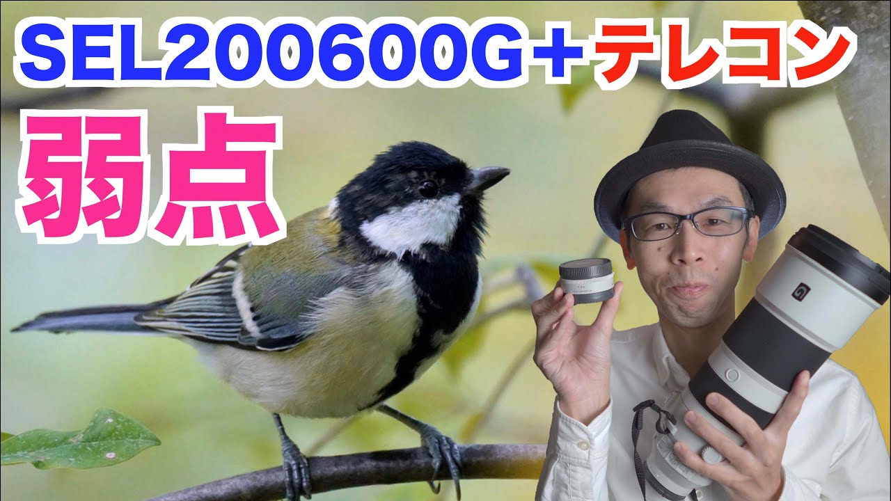 【野鳥撮影／SEL200600GとSEL14TC】テレコン840mmのデメリット／小鳥とリスを撮ってみた感想#4K【SONY α7RⅣ】
