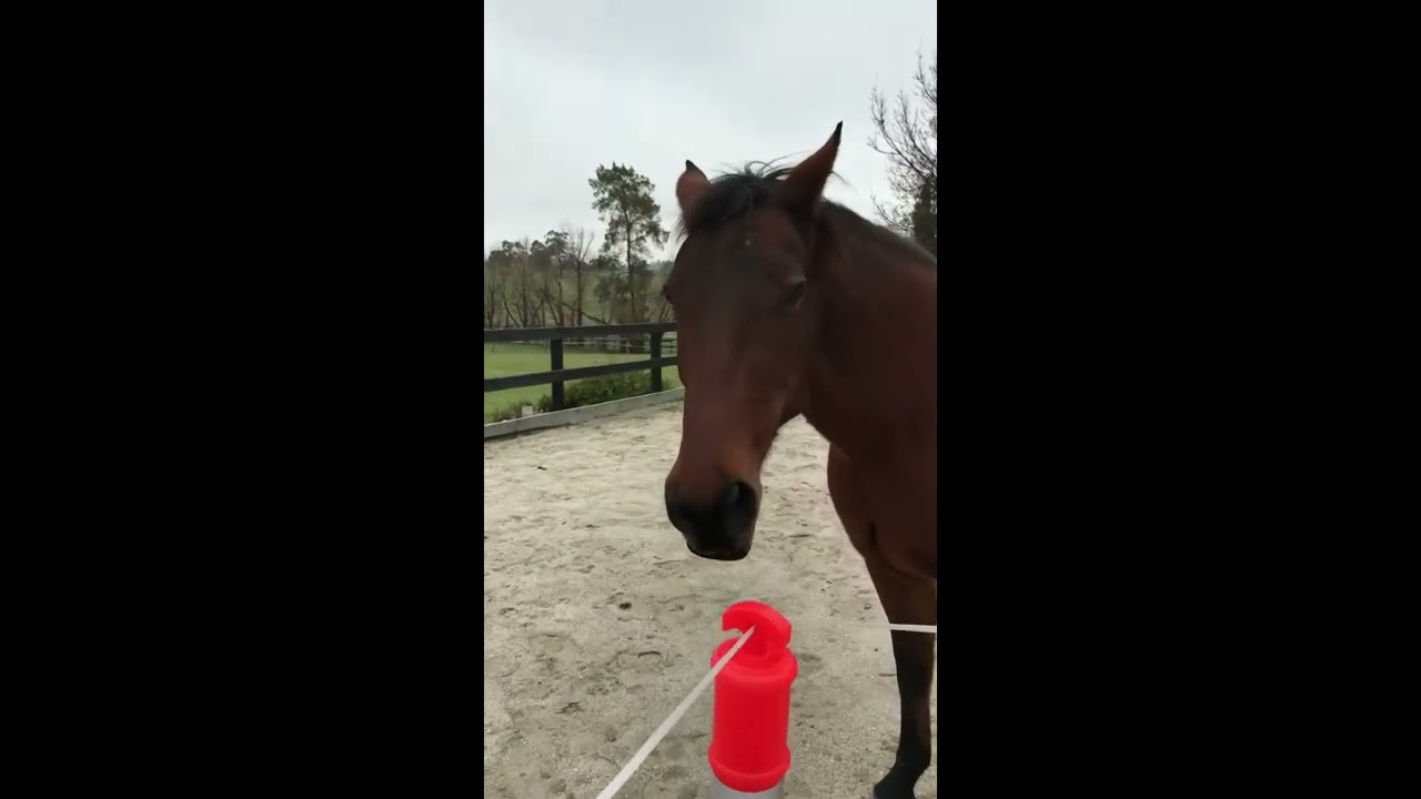 Clicker trained horses love food and hate pressure
