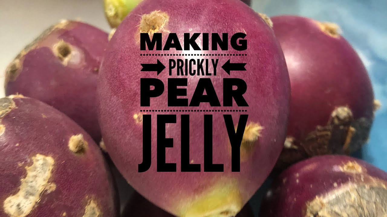 Making Prickly Pear Jelly