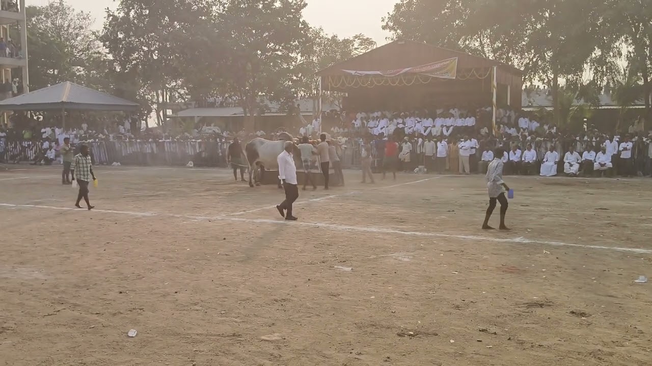 బండలాగు పోటీలు అల్లాడుపల్లి chapadu #bullsracing #bulls #bullsrace #viralvideo chapadu #alladupalli.