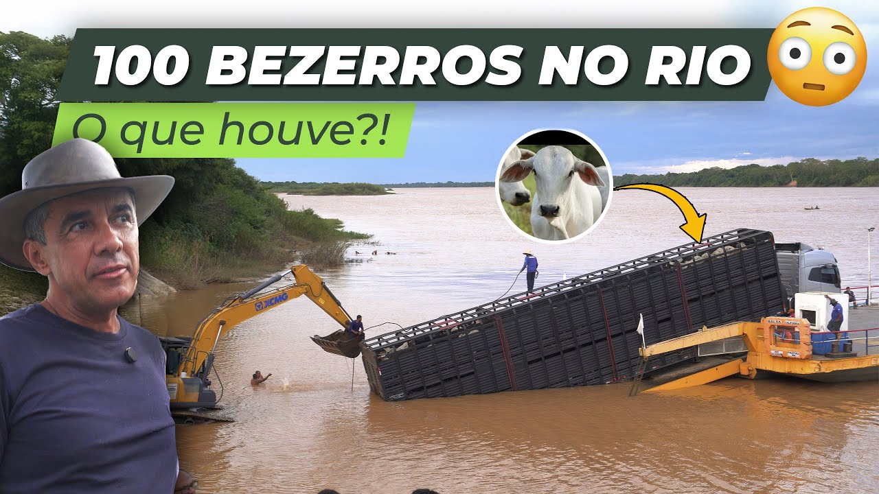 Caminhão com 100 BEZERROS CAI no Rio São Francisco em Manga MG: Acompanhamos o resgate