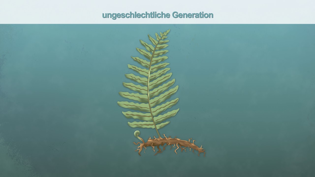 Schulungsvideo Fortpflanzung Moos, Alge, Farn