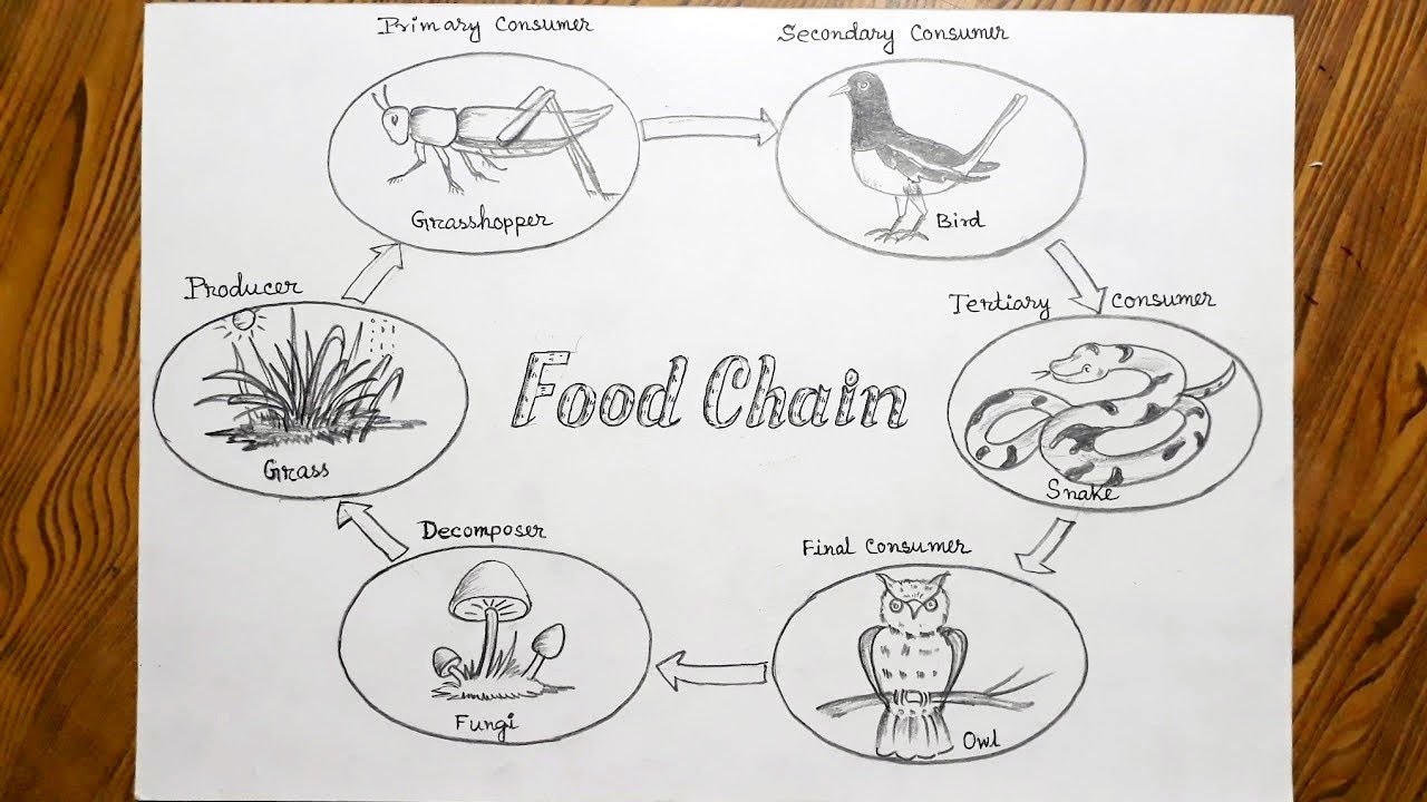 How to draw food chain step by step very easy