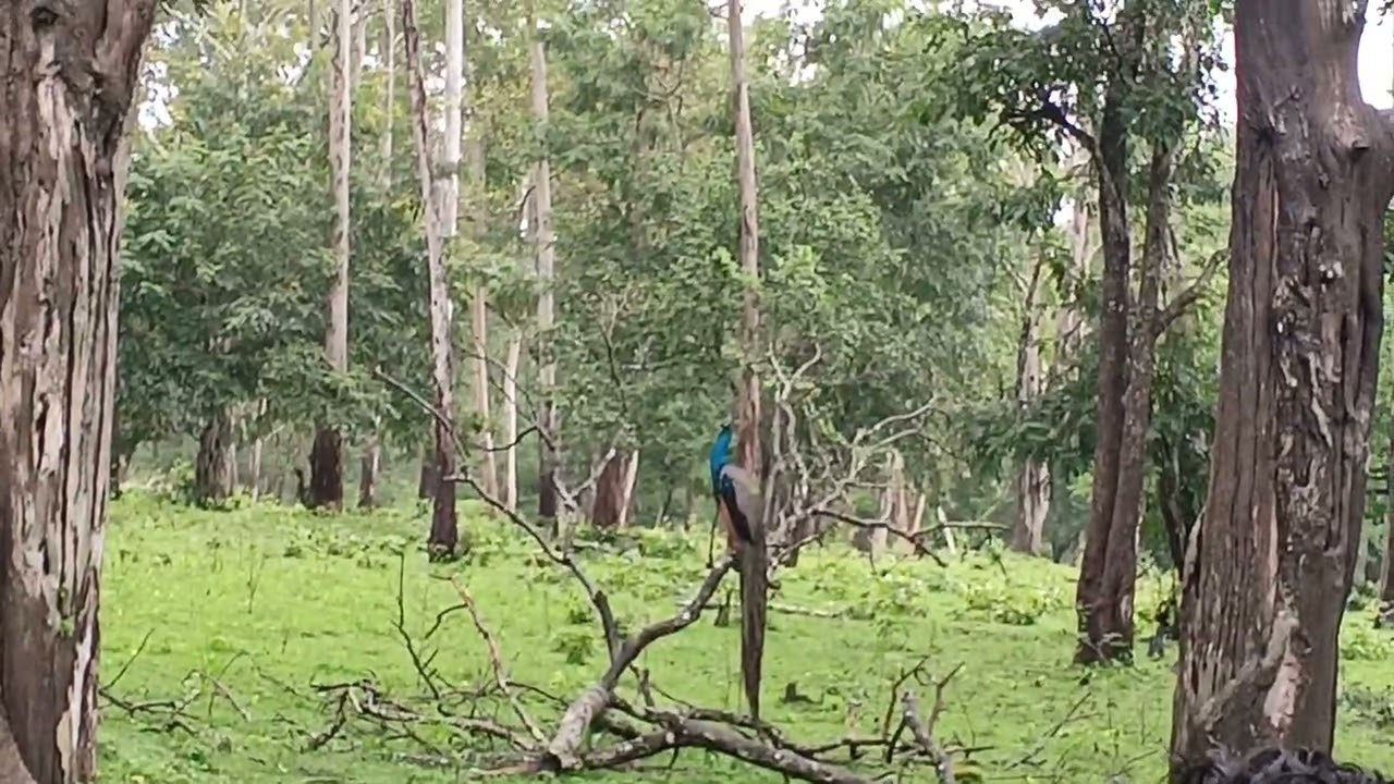 Nagarhole National Park Peacock Coorg