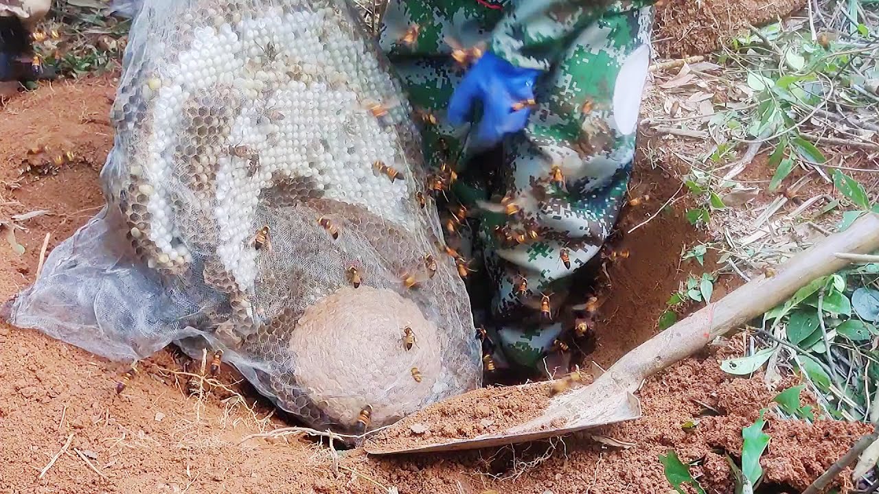MURDEROUS HORNETS NEST REMOVAL,VESPA MANDARINIA,ASIAN GIANT HORNET,WASP STING,YELLOW JACKETS NEST